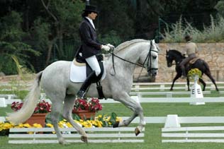 Lusitano horse