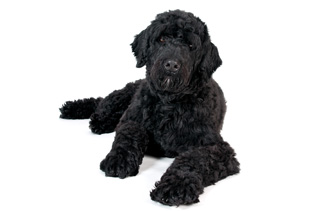 Portugal water dog